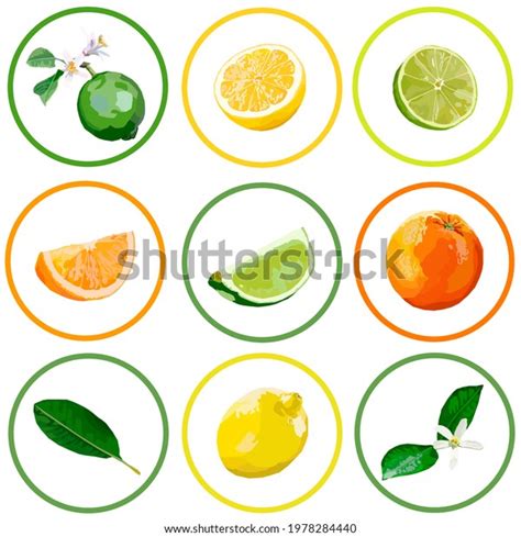 Citrus Fruits Set Vector Illustration Orange Stock Vector Royalty Free 1978284440 Shutterstock