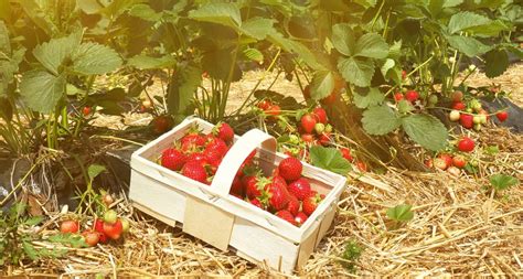 Erdbeeren pflücken Erinnerst Du Dich