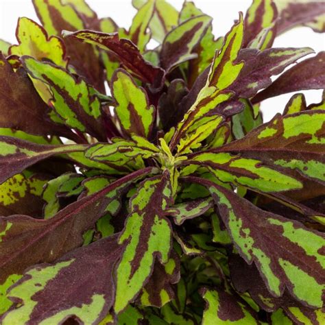 Lowes Flamethrower Chipotle Coleus In 1 Pint Pot Nursery At