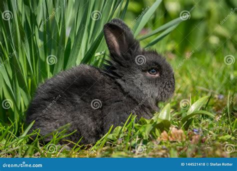 Um Coelho Muito Novo Que Senta Se Na Grama Foto De Stock Imagem De