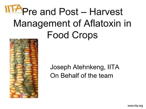 Aflatoxin Impacts And Management