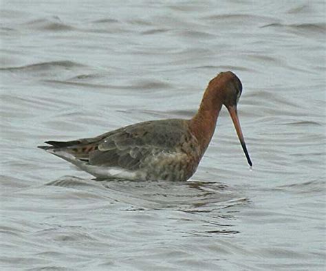 Cornwall Bird Sighting Diary, Birding in Cornwall, Cornwall Birds ...