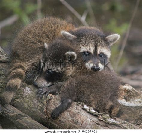 46 Raccoon Hugs Stock Photos Images And Photography Shutterstock