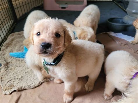 Southern Springs Goldens Golden Retriever Puppies For Sale In