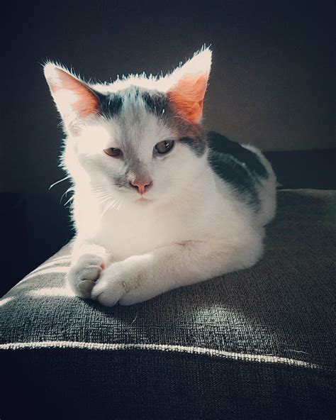 Instagram model : r/catpictures