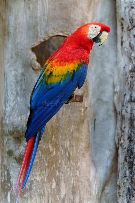 Scarlet Macaw (Ara Macao), Red Parrot Stock Image - Image of colorful, avian: 303113047