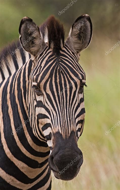 Burchells zebra — Stock Photo © gddevries #9929900