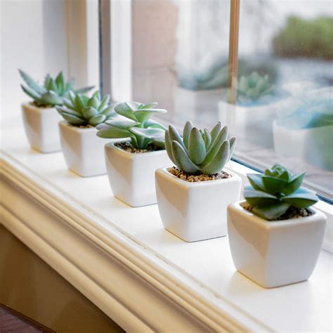 Korvea Set Of 5 Artificial Succulent Plants In Ceramic Pots Assorted