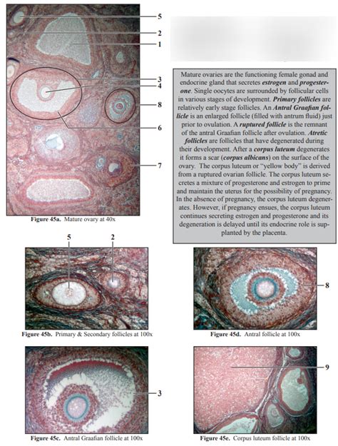 Mature Ovary And Other Follicles Diagram Quizlet