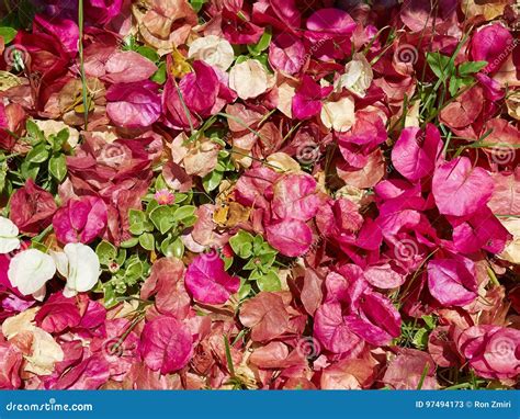 Bougainvillea Paper Flower Royalty Free Stock Photography