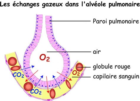 Glossaire Svt De La Grenouille