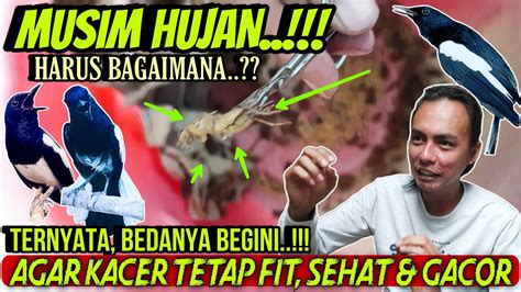 TERNYATA BEDANYA BEGINI PERHATIKAN INI KETIKA MUSIM HUJAN AGAR