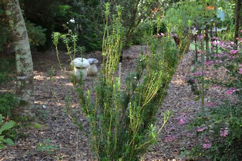 Japanese Plum Yews For The Landscape Gardening In The Panhandle