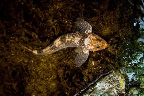 Asprete Europe S Oldest Rarest Fish Alive In Romanian Waters