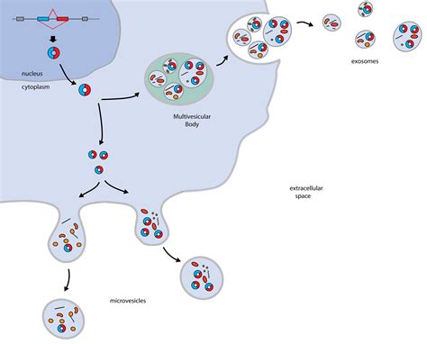 Extracellular Vesicles A Possible Mechanism For Circrna Clearance