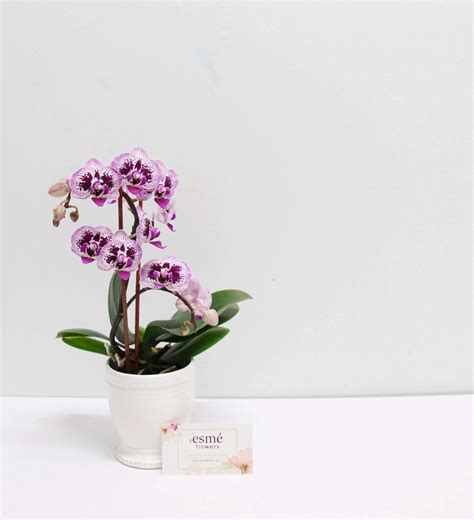 Mini Purple And White Phalaenopsis Orchid In Cliffside Park Nj Esme