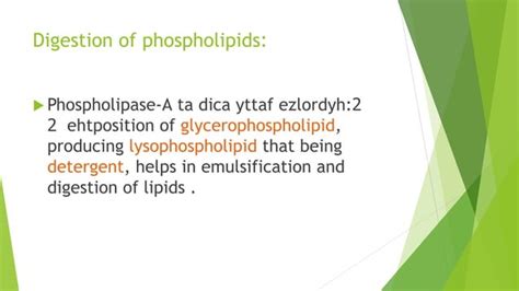 Digestion And Absorbation Of Lipids Pptx