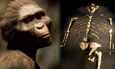 Lucy La Australopithecus M S Famosa Del Mundo Noticias De Yucat N