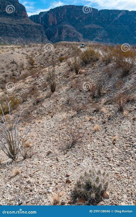 Desert Landscape Strawberry Hedgehog Cactus Echinocereus Stramineus