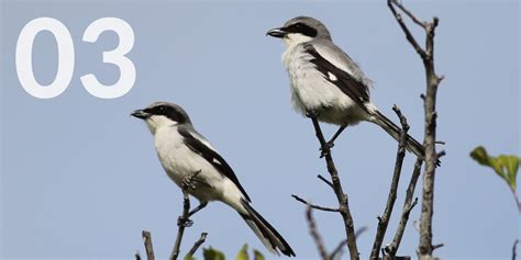 Mapping songbird migration - Wildlife Preservation Canada