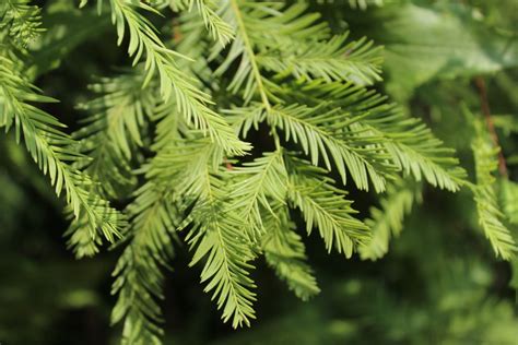 Buy Bald Cypress For Sale Online Direct Native Plants