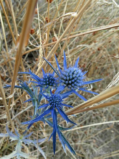 In Nome Dei Fiori Calcatreppola Ametistina Fiore Blu Spinoso A Forma