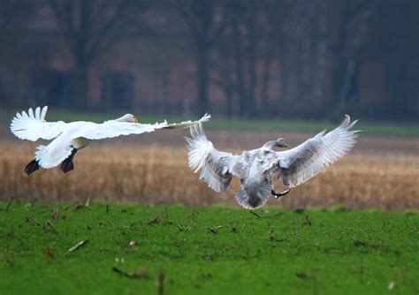 Swan Whooper Bird Free Photo On Pixabay Pixabay