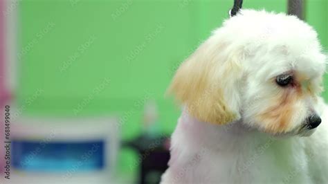 Pet Care Furry Puppy Receiving A Stylish Haircut At The Pet Spa