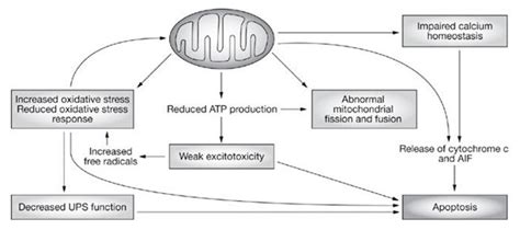 Parkinsons Disease Pathway Creative Diagnostics