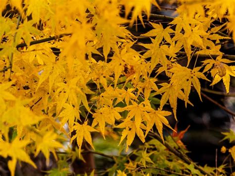 Premium Photo Colorful Of Leaves In The Autumn Nikko Japan