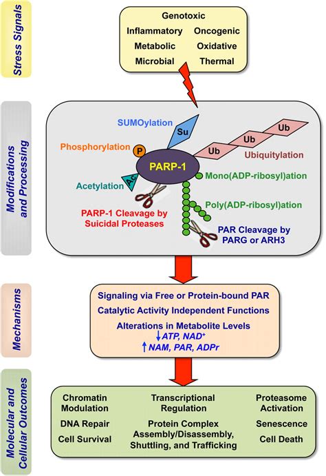 On Par With Parp Cellular Stress Signaling Through Poly Adp Ribose