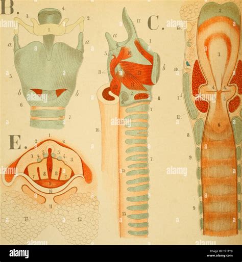 La Laringe Vista Anterior Fotograf As E Im Genes De Alta Resoluci N Alamy