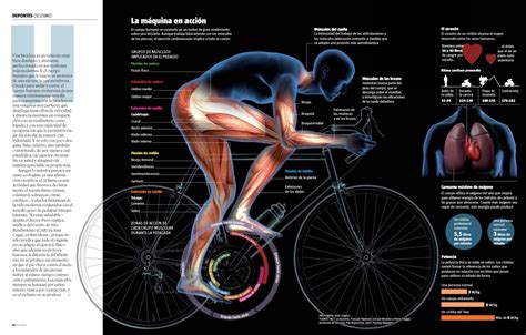 Educaci N F Sica En La Red Ciclismo M Sculos En Acci N