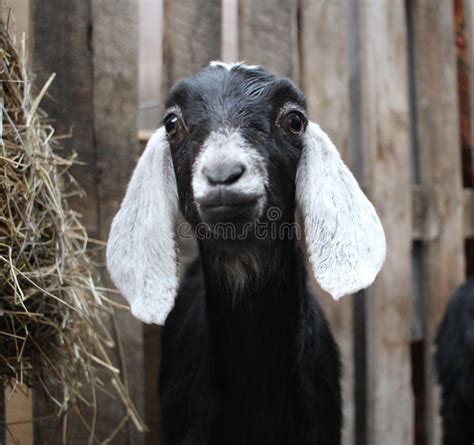 Black Goat With White Ears Animal In A Pen On A Farm Stock Image