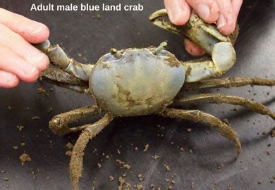 Report Sightings Of Non Native Blue Land Crab