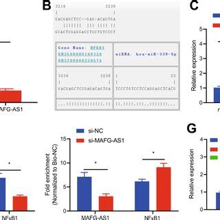 Mafg As Upregulates Nfkb Expression Pattern Via Competitive Binding