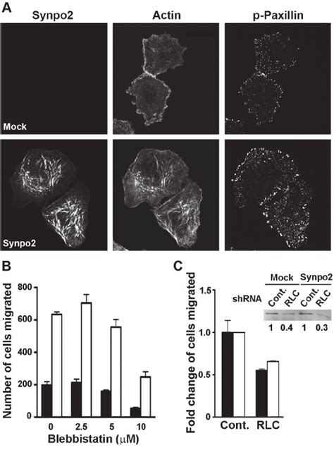 Synpo Enhanced Lamellipodia Formation And Cell Migration Is