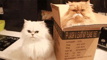 Cats In A Box GIFs - Find & Share on GIPHY