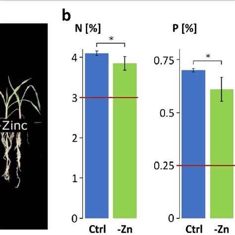 Plant Phenotypes And Shoot Nutrient Concentrations A Phenotype Of