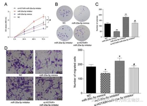 经典cerna科研思路：lncrnamirnamrna轴在癌症发生发展过程中的指导性参考 知乎