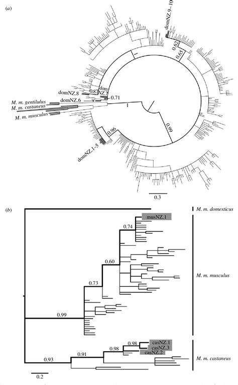 Mus Musculus Castaneus Semantic Scholar