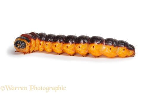 Goat moth caterpillar photo WP26146