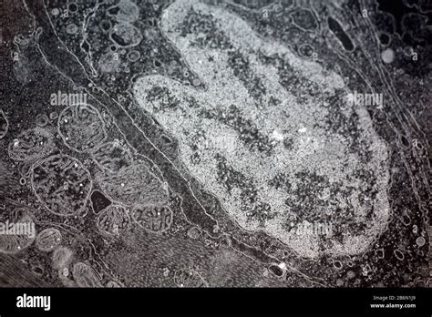 Mitocondria micrografía fotografías e imágenes de alta resolución Alamy