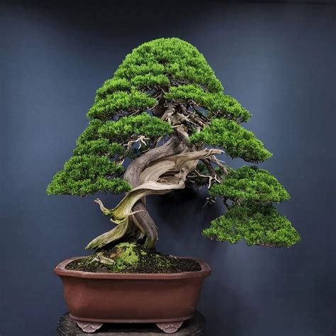 The Oldest Bonsai Tree A Journey Through Time