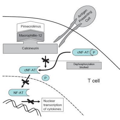 Mechanism Of Calcineurin Inhibitors By Binding To Macrophillin