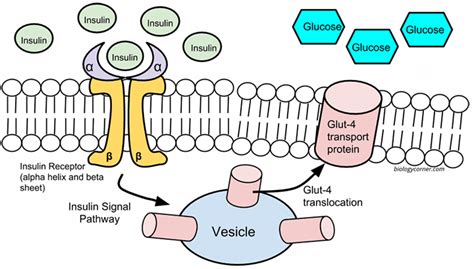 Cell Membrane Glucose Functions Functions And Diagram