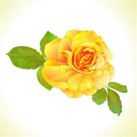 Yellow Roses Drawing Illustrations Royalty Free Vector Graphics And Clip