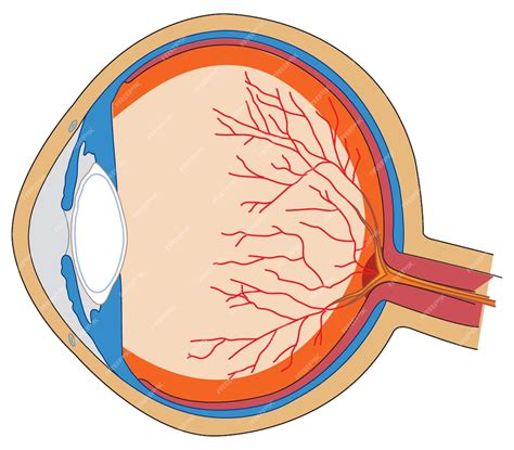 Anatomie Van Het Menselijk Oog Premium Vector