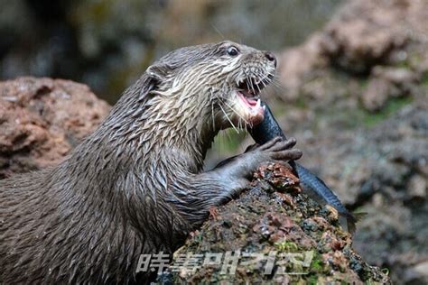 한강에 멸종위기 야생생물 1급 수달 15개체 확인