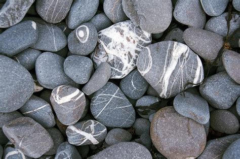 Beach Pebbles With Quatz Veins Photograph By Sinclair Stammers Fine